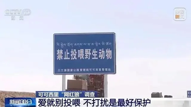可可西里讨食狼越来越多_可可西里狼吃人_可可西里狼免费阅读